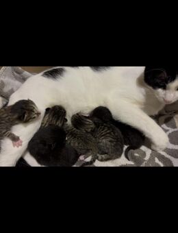 Kitten Babykatze Katzenbaby Kater Katze - Stuttgart