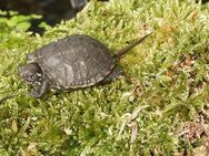 Junge europäische Sumpfschildkröten ( Emys orbicularis ) von 2023 - Königslutter (Elm)