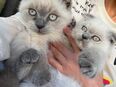 BKH + Main Coon Mix Kitten suchen ein neues zu Hause in 40667
