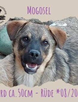 Mogosel - Rotenburg (Fulda)