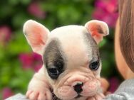 Französische Bulldoggen Welpen - Mülheim (Ruhr)