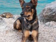 Matiz, Mischlingsrüde, 5 Jahre - Wegberg
