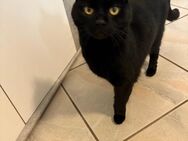 Schwärze hauskatze - Eggolsheim