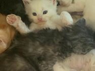 Reinrassige Main coon Kitten - Grevenbroich