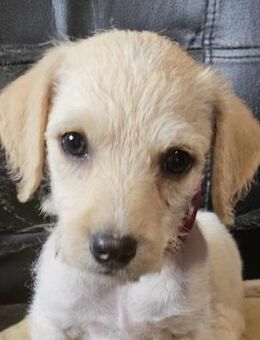 SUGAR - herzlos entsorgt - Seggebruch