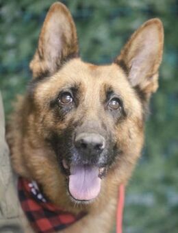 NORDI, lieb, verschmust, unkompliziert - Alfeld