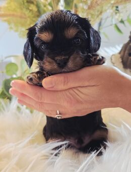 Cavalier King Charles Yorki Welpen - Hummelshain
