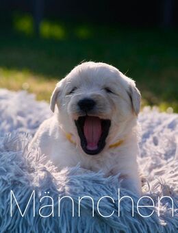 Labradoodle Welpen in drei Wochen abgabebereit - Marienheide