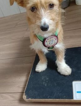 Ilva - Familienhund sucht Familie - Kallmünz