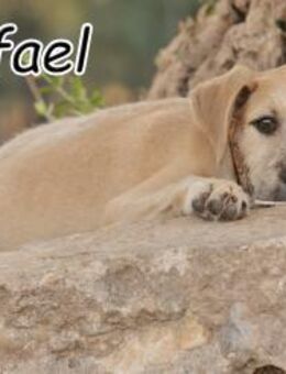 RAFAEL versucht sein Glück 🍀 - Essingen (Rheinland-Pfalz)