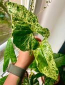 Syngonium Mottled Mojito Kopfableger in 10407