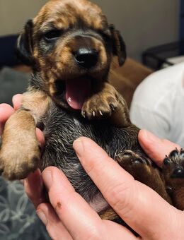 Jack Russel-Zwergrauhaardackel Welpen - Roetgen (Tor zur Eifel)