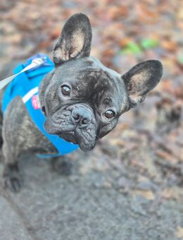 Französisch Bulldoggen Rüde sucht wieder ein neues Zuhause - Potsdam