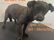 Luka - das lächelnde Glück auf 4 Pfoten - Rinteln