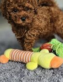 Toy Pudel Rüde in 23611