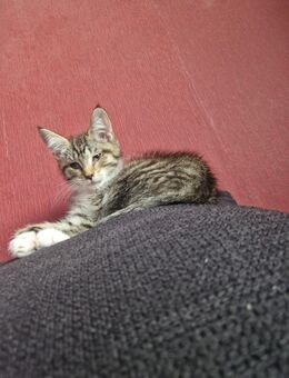 Maine Coon Mix - Gardelegen (Hansestadt)
