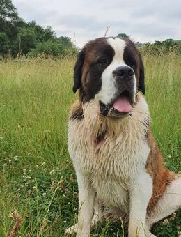 Bernhardinerhündin - Kassel