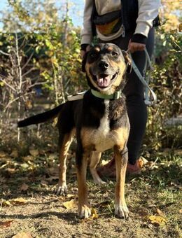 Hugi - möchte Teil Deiner Familie sein! - Köln