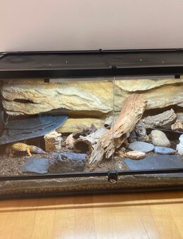 Leopardengecko + Terrarium - Buxheim (Regierungsbezirk Oberbayern)