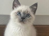 British katzen - Wuppertal