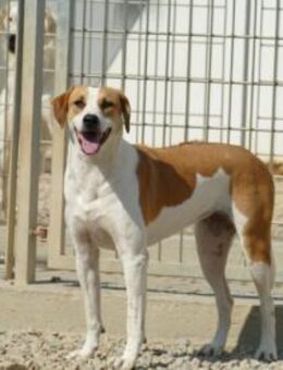 Osiris sucht ein liebevolles Heim - Neuss