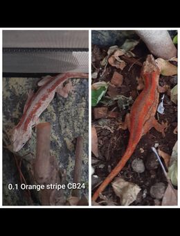 1.4 Rhacodactylus auriculatus Höckerkopfgecko - Altenstadt (Hessen)