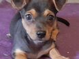 Fritz Chihuahua Mix Welpe in 32425