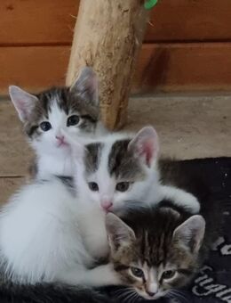 3 junge Katzen abzugeben - Spreenhagen