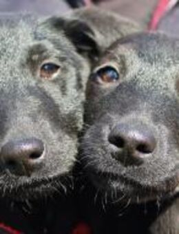 Einzeln-Molly und Polly 4 Monate - Kassel