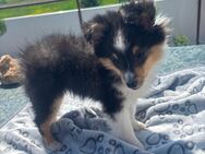Traumhafte Sheltiewelpen - Lörrach