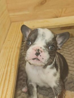 : 💙 Männlicher Blue Panda French Bulldog Welpe zu vergeben 💙 - Nürnberg
