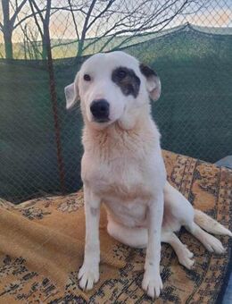 Ariana - die sanfte. liebe Junghündin - Rambin