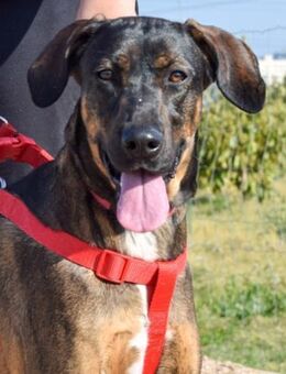 Troya verdient ein Zuhause für Immer - Laatzen