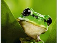 Artland Glasbild Ausspähender Frosch, Wassertiere (1 St), in verschiedenen Größen