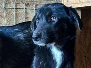 Savannah ist eine Schönheit 🐾 - Elsdorf (Nordrhein-Westfalen)