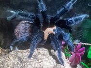 Brachypelma albiceps /Weibchen / - Braunschweig