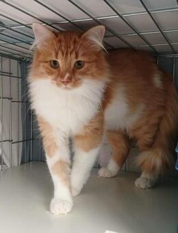 ❤️ Langhaarmix Biscuit & Pippa ❤️ - Eislingen (Fils)