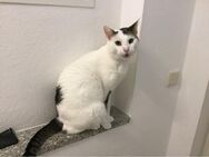 Unser Kater sucht ein neues Zuhause ! - Friedrichshafen