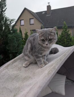 Britisch Kurzhaar Katze - Hannover Ahlem-Badenstedt-Davemstedt
