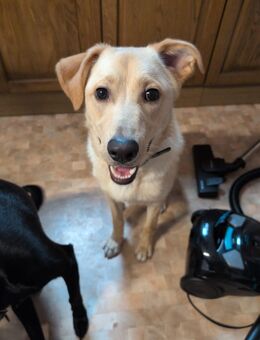 Golden Retriever Boxer Mix sucht ein neues zu Hause - Aubstadt