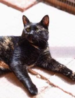 FiV+ Katze Ayla - Grevenbroich