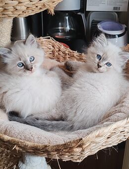 Süße Neva Kitten reinrassig - Altenburg
