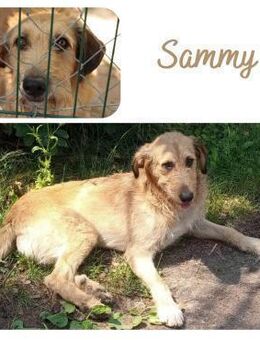 Sammy - Wendelstein