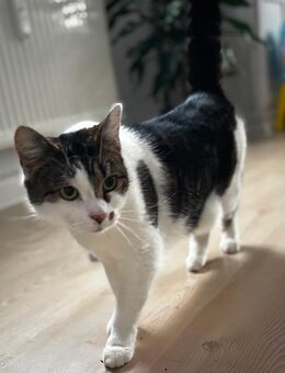 2 Katzendamen - Görlitz