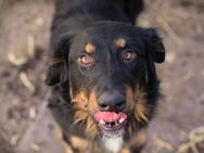 Lieber Rocko sucht Für-Immer-Zuhause - Laufen