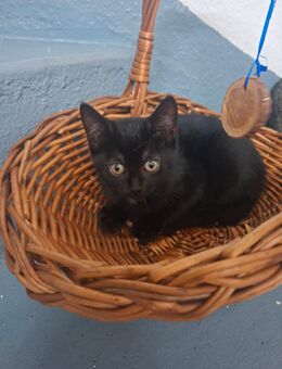Babykatze weiblich - Langenfeld (Rheinland)
