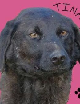 TINA 2 sucht ein Zuhause - Gefrees