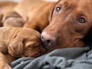 Rassetypische Labrador Retriever Welpen in Dark Foxred Hundewelpen mit Ahnentafel - Südlohn