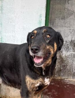 UGO 💛💛💛ein Traumhund sucht Happy-Home - Bad Karlshafen