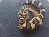 Leopardgecko weibchen - Winterthur